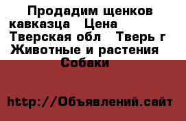 Продадим щенков кавказца › Цена ­ 15 000 - Тверская обл., Тверь г. Животные и растения » Собаки   